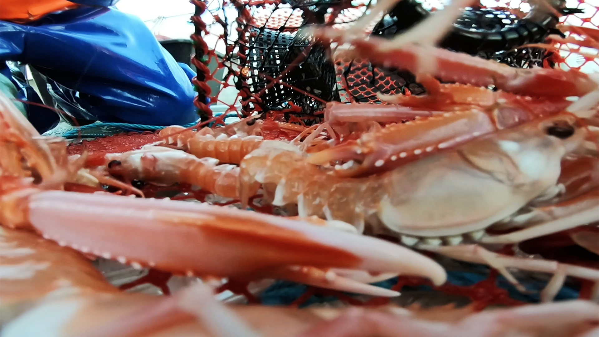 Krepsefiske – med ekte fiskere